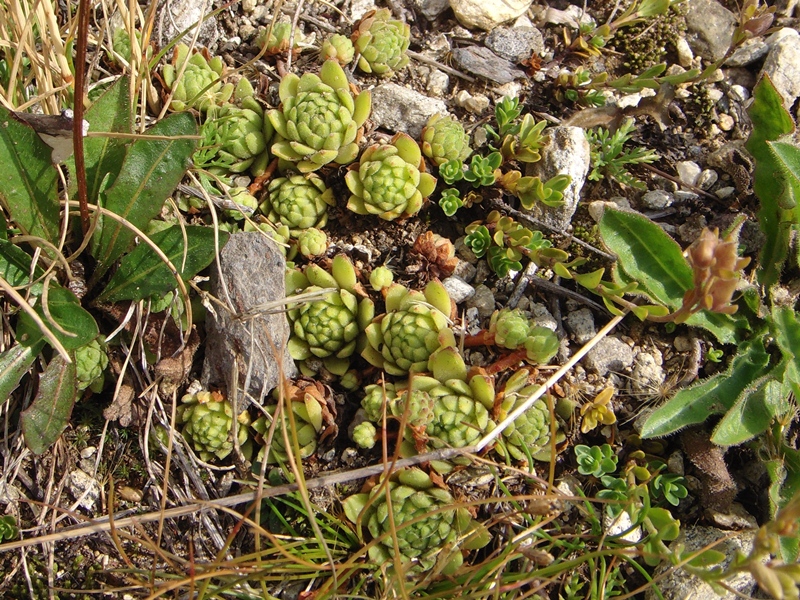 montanum ssp. montanum from Nufenenpass