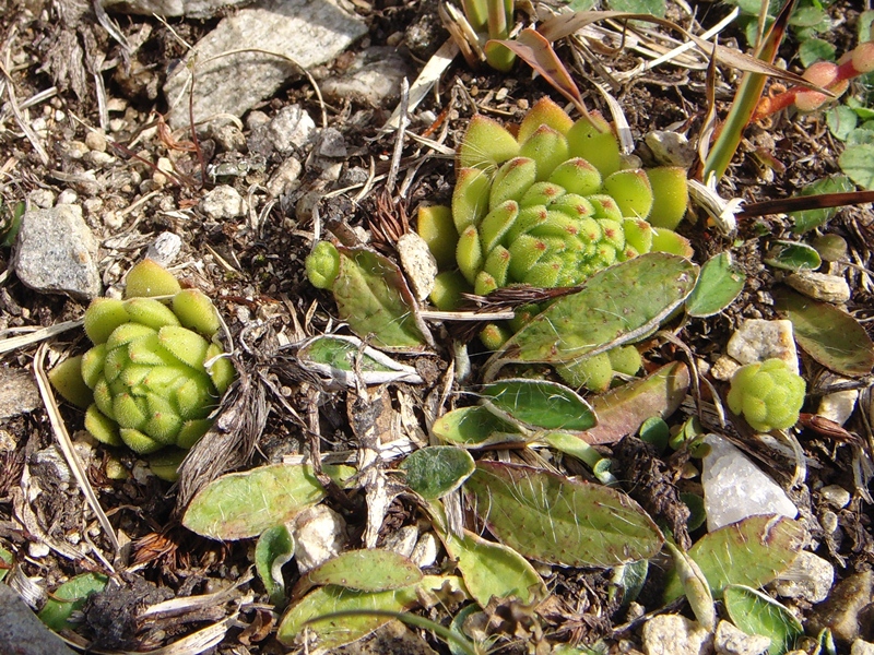 montanum ssp. montanum from Nufenenpass