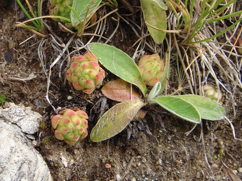 montanum ssp. montanum from Nufenenpass