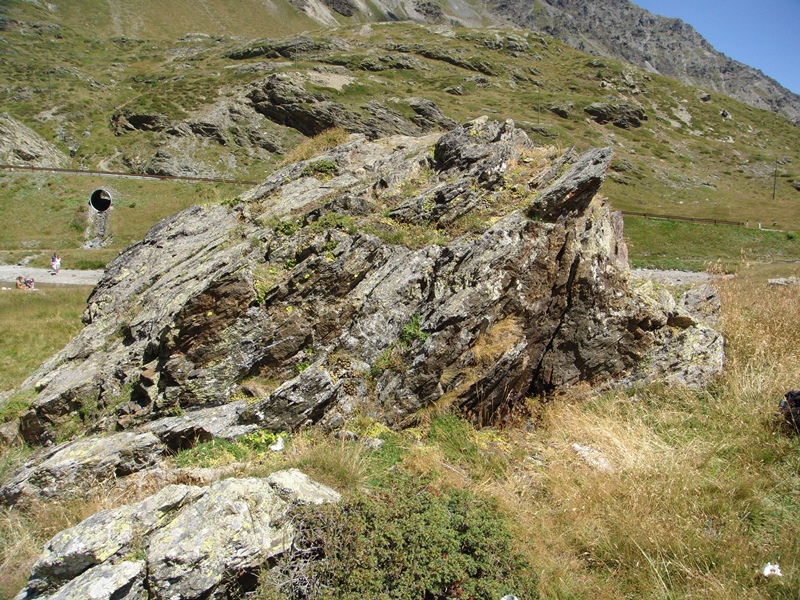 montanum ssp. montanum from Passo di Foscagno