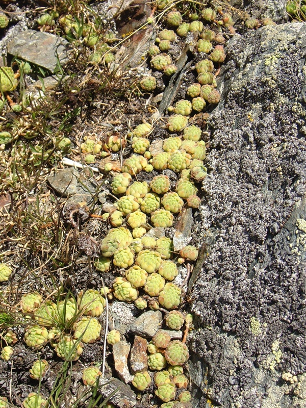 montanum ssp. montanum from Passo di Foscagno