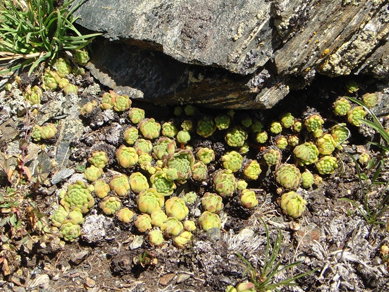 montanum ssp. montanum from Passo di Foscagno