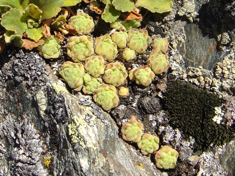montanum ssp. montanum from Passo di Foscagno