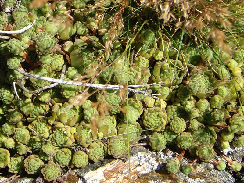 montanum ssp. montanum from Passo di Foscagno