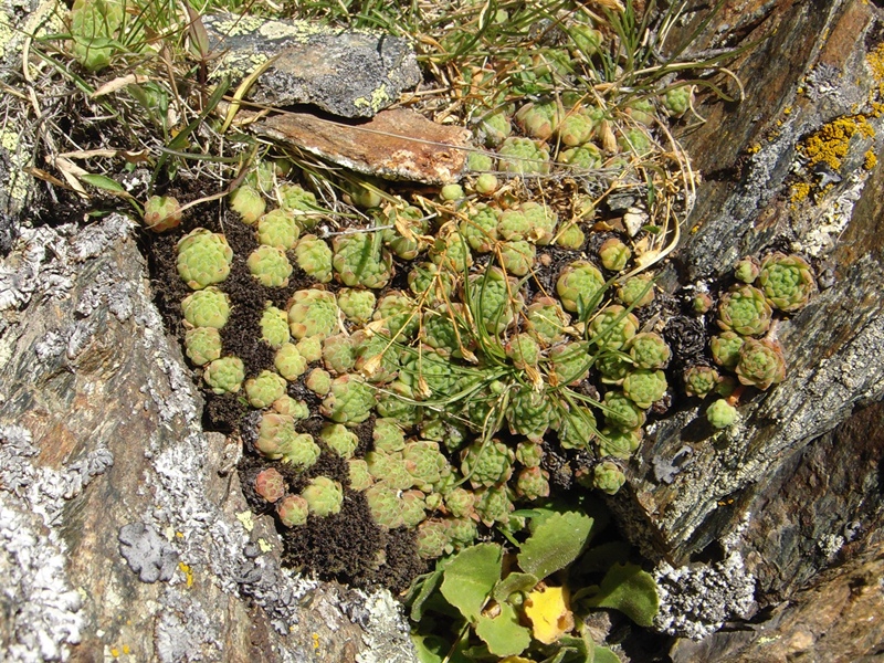 montanum ssp. montanum from Passo di Foscagno