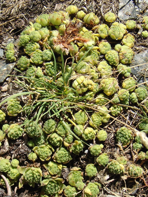 montanum ssp. montanum from Passo di Foscagno