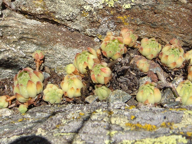 montanum ssp. montanum from Passo di Foscagno