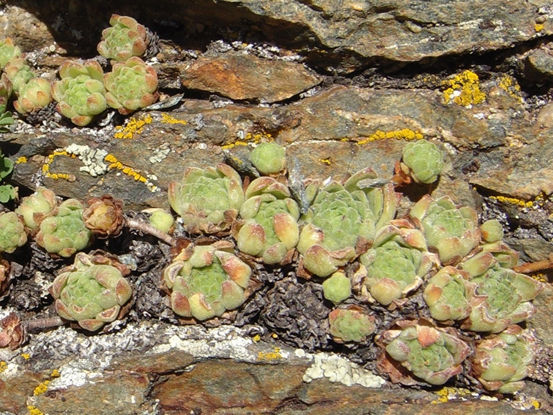 montanum ssp. montanum from Passo di Foscagno