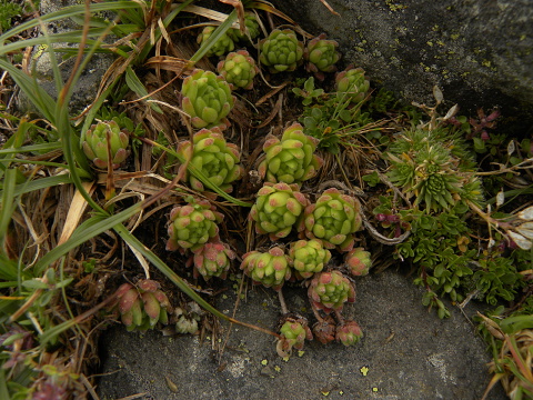 montanum ssp. montanum from Port de Boucharo