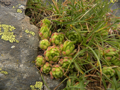 montanum ssp. montanum from Port de Boucharo
