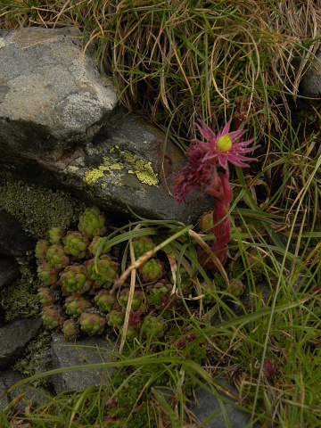 montanum ssp. montanum from Port de Boucharo
