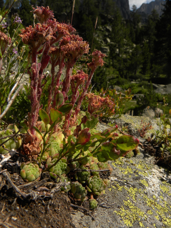 montanum ssp. montanum from Ratera, Kreuzung