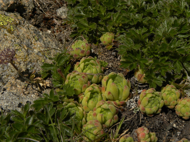 montanum ssp. montanum from Ratera, Sattel