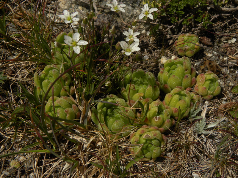 montanum ssp. montanum from Ratera, Sattel