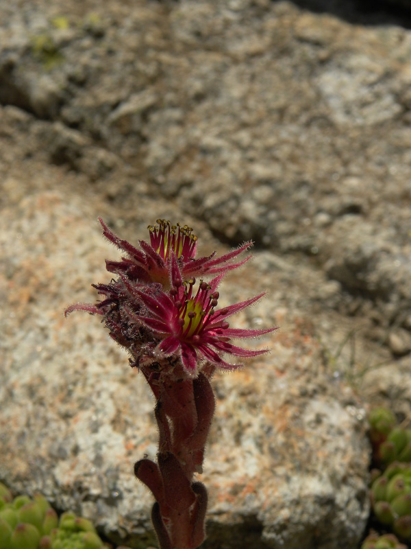 montanum ssp. montanum from Ratera, Sattel