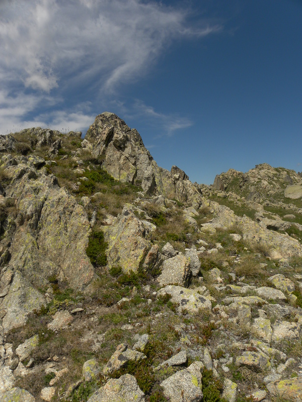 montanum ssp. montanum from Ratera, Sattel