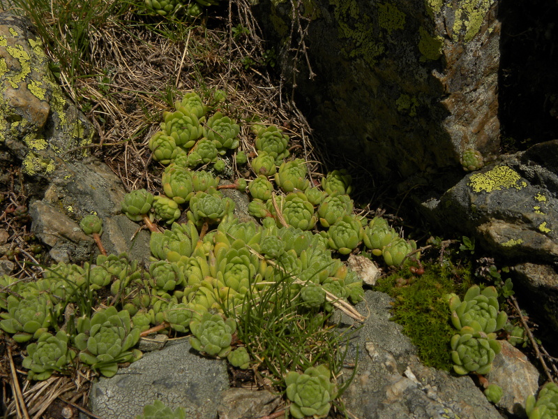 montanum ssp. montanum from Refuge des Espuguettes