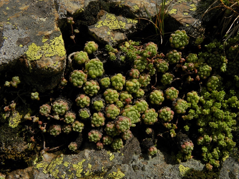 montanum ssp. montanum from Refuge des Espuguettes