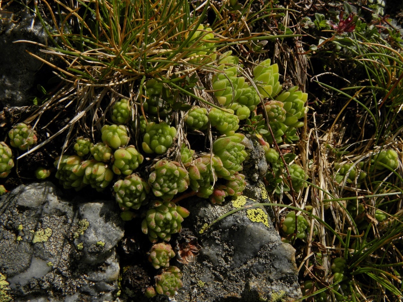 montanum ssp. montanum from Refuge des Espuguettes