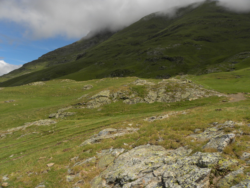 montanum ssp. montanum from Refuge des Espuguettes