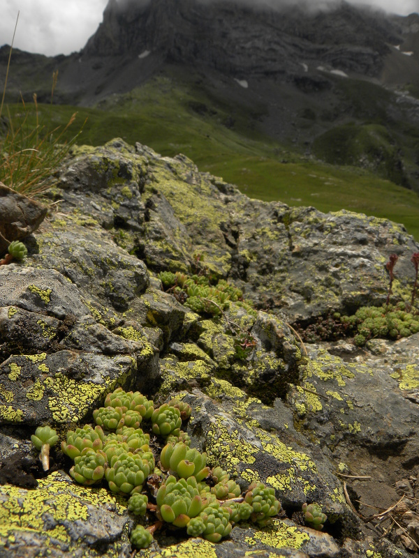 montanum ssp. montanum from Refuge des Espuguettes