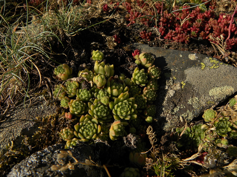 montanum ssp. montanum from Sant Maurici, Brücke