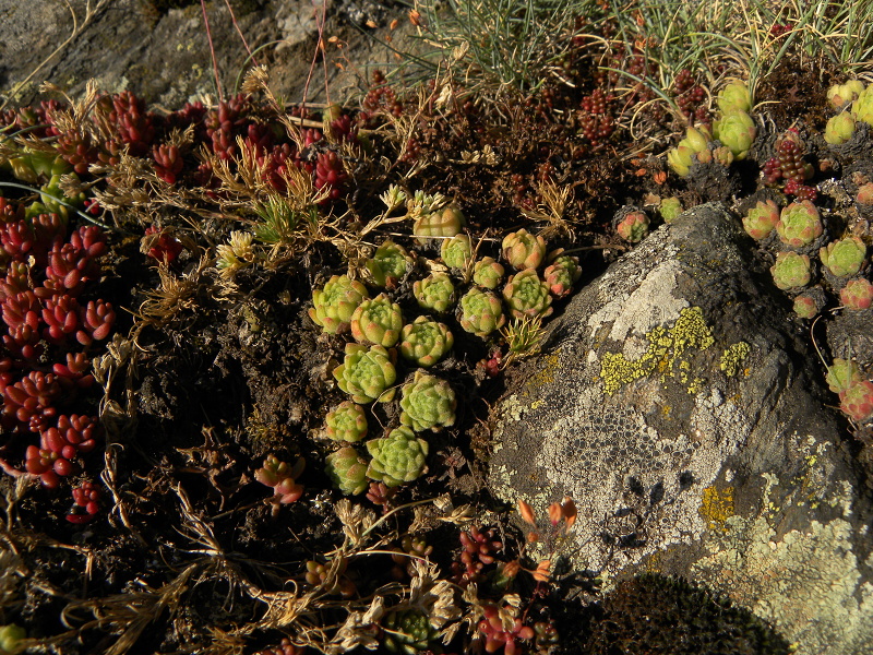 montanum ssp. montanum from Sant Maurici, Brücke
