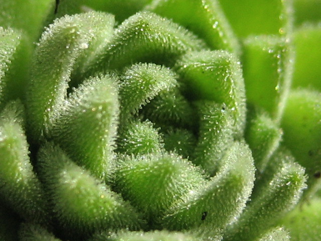 montanum ssp. montanum from Sant Maurici, Brücke