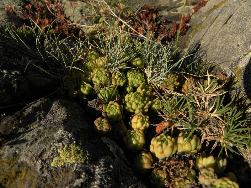 montanum ssp. montanum from Sant Maurici, Brücke