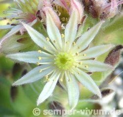 montanum (pallidum) from Bergell