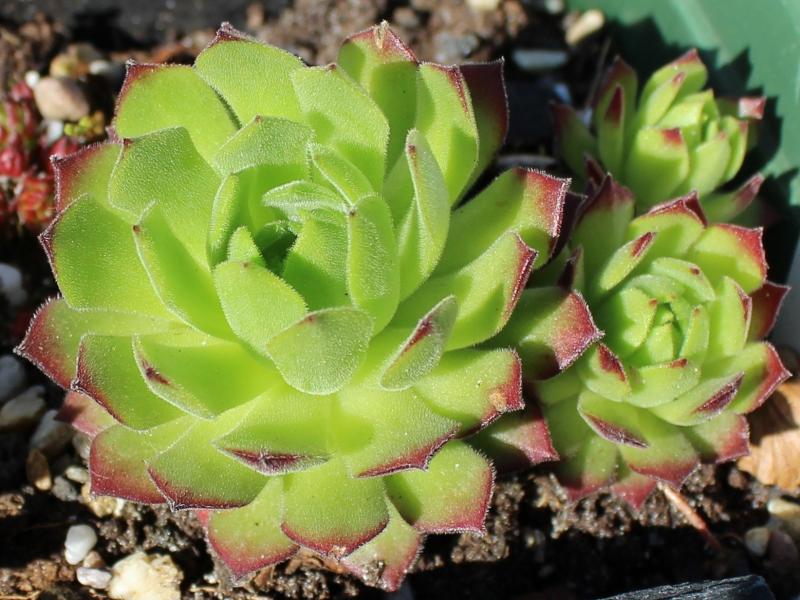 montanum ssp. burnatii from Queyras