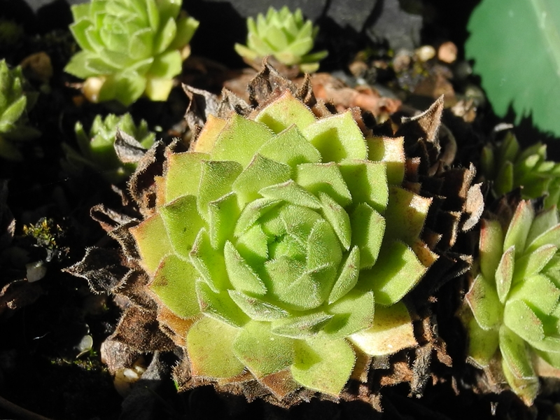 montanum ssp. burnatii from Queyras