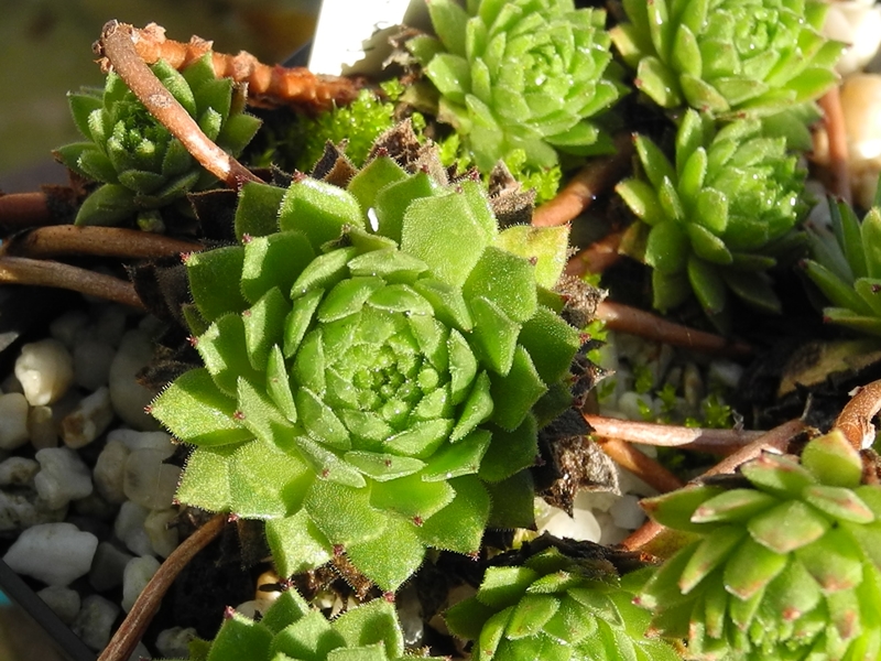 montanum from Envalirapass