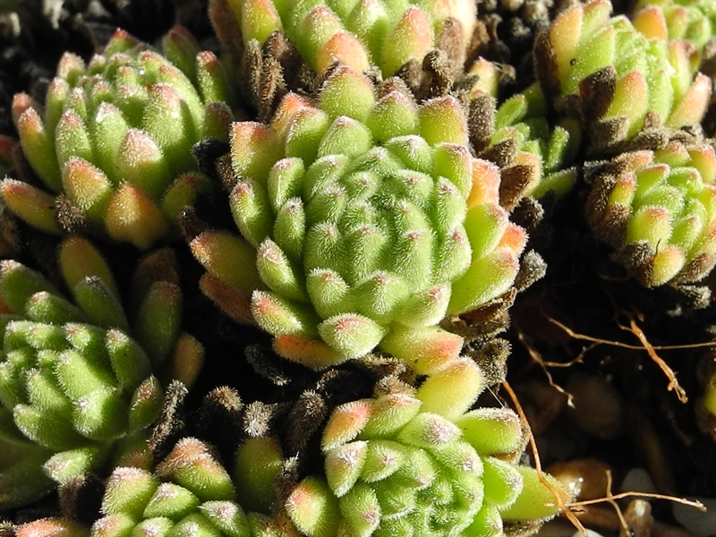montanum from Pfossental