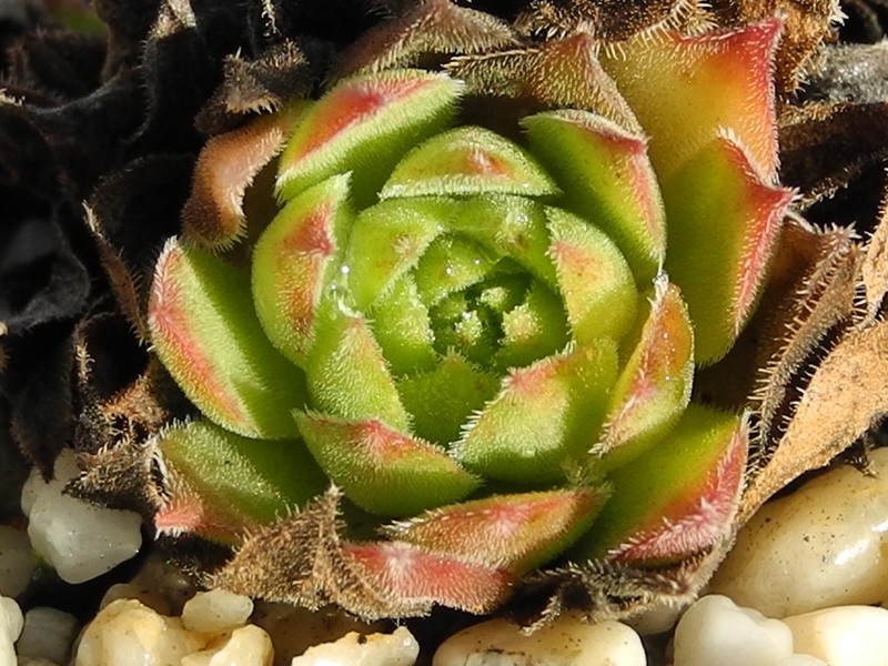 montanum (frigidum)