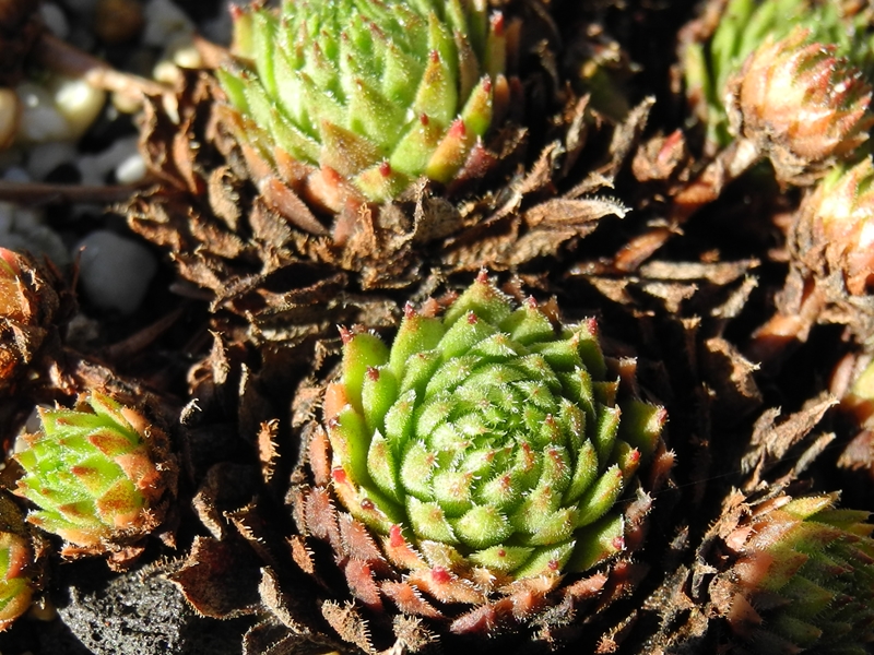 montanum (monticolum)
