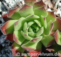 montanum ssp. burnatii from Mont Moutier