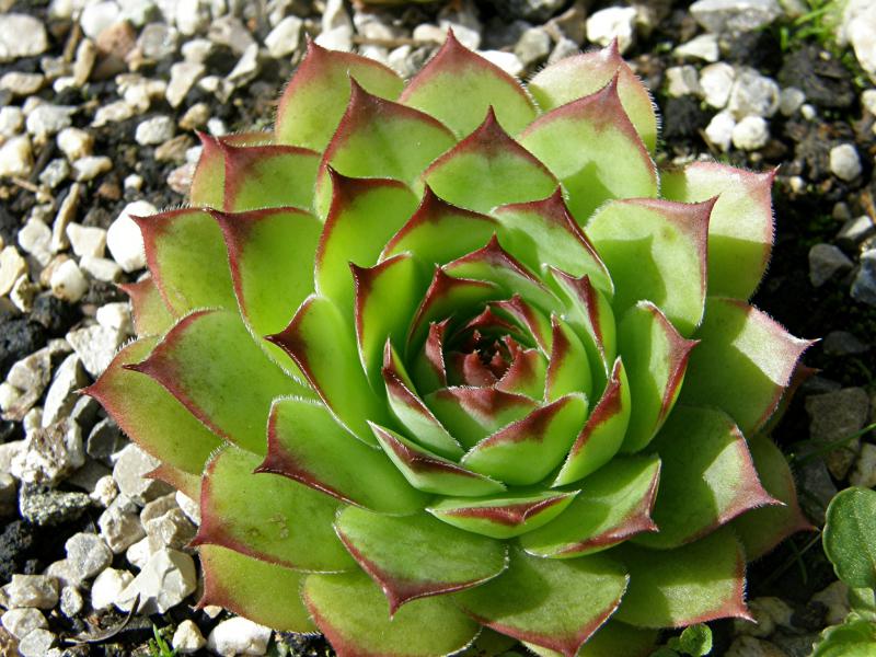 tectorum var. tectorum (guillemotii) from Mont Ventoux