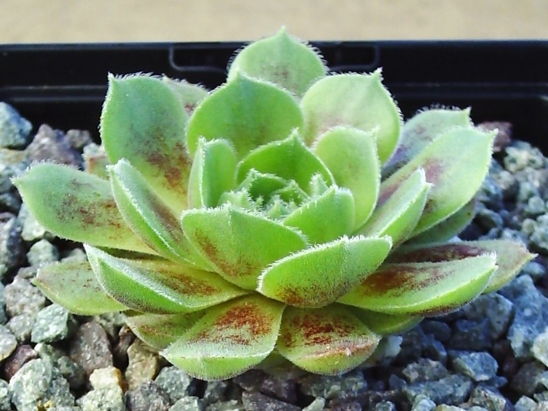 Korspel Lady