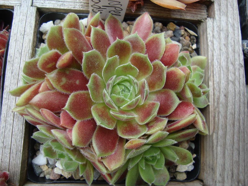 Korspel Lady