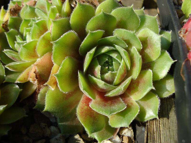 Korspel Lady
