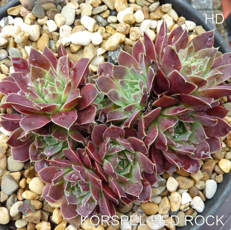 Korspel Red Rock / Jovi