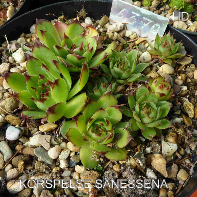 Korspelse Sanessena