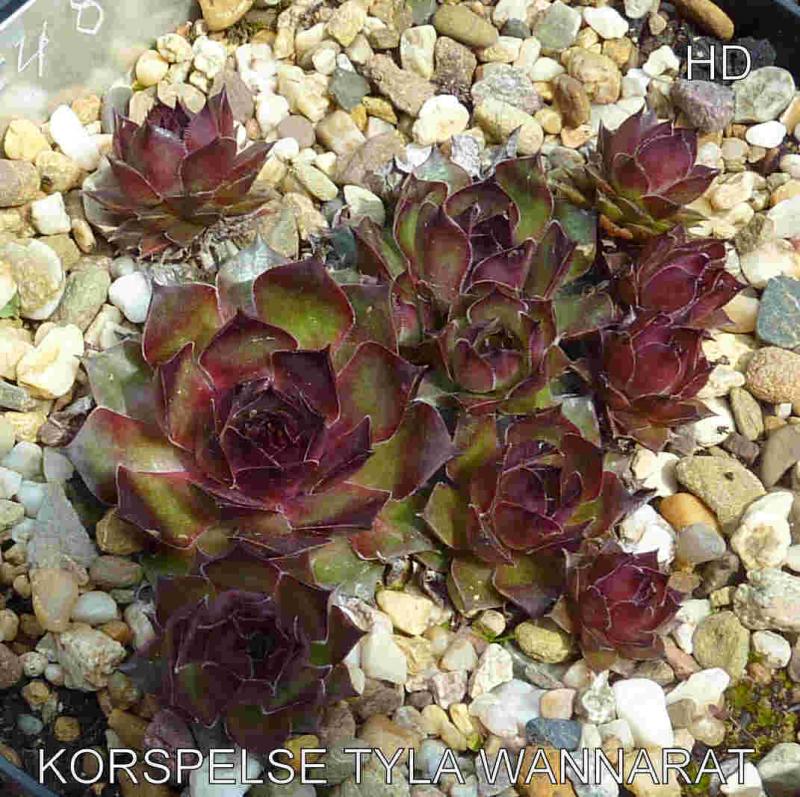 Korspelse Tyla Wannarat
