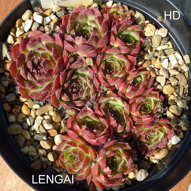 Lengai / Jovi