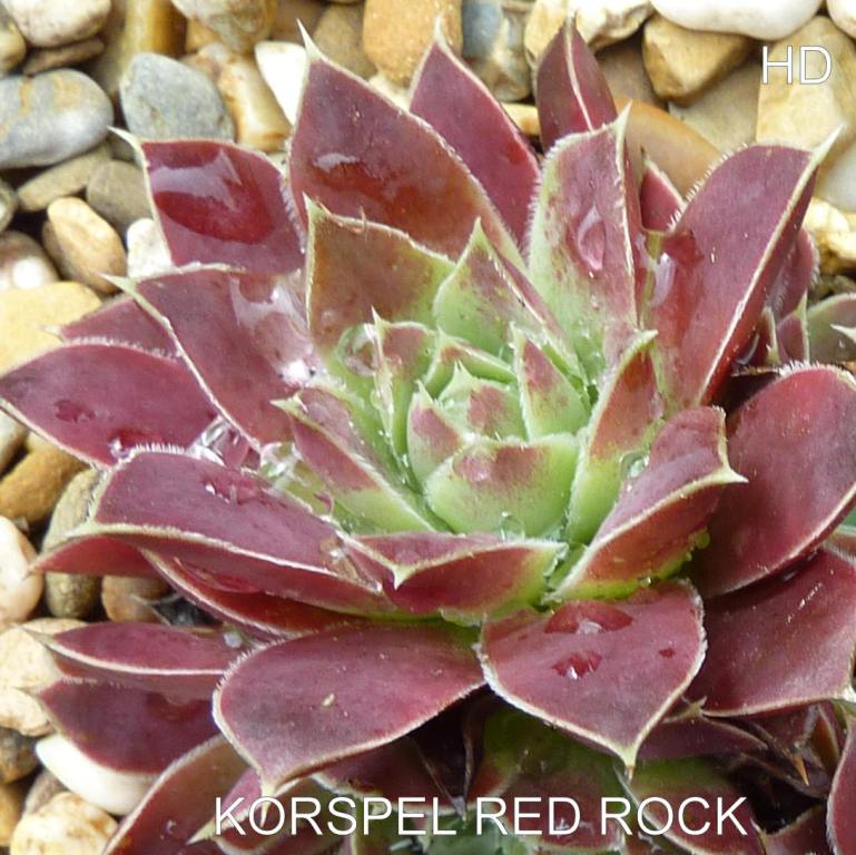 Korspel Red Rock / Jovi