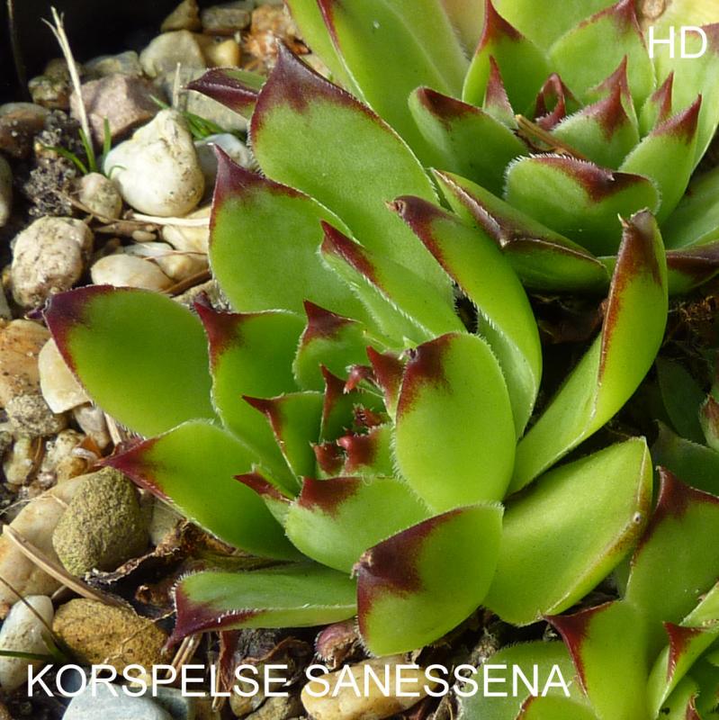 Korspelse Sanessena