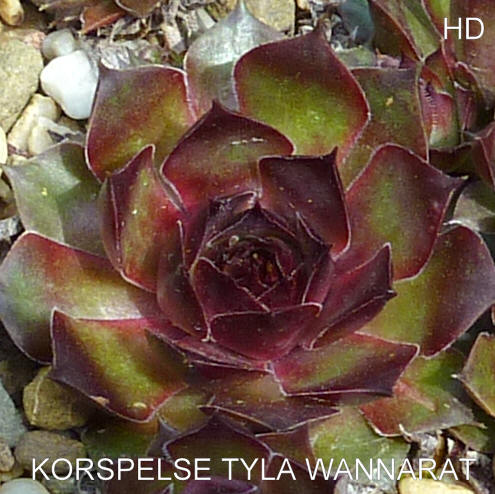 Korspelse Tyla Wannarat