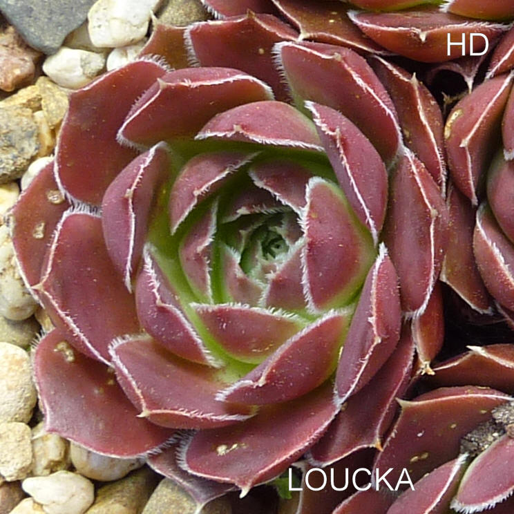 Loucka / Jovi