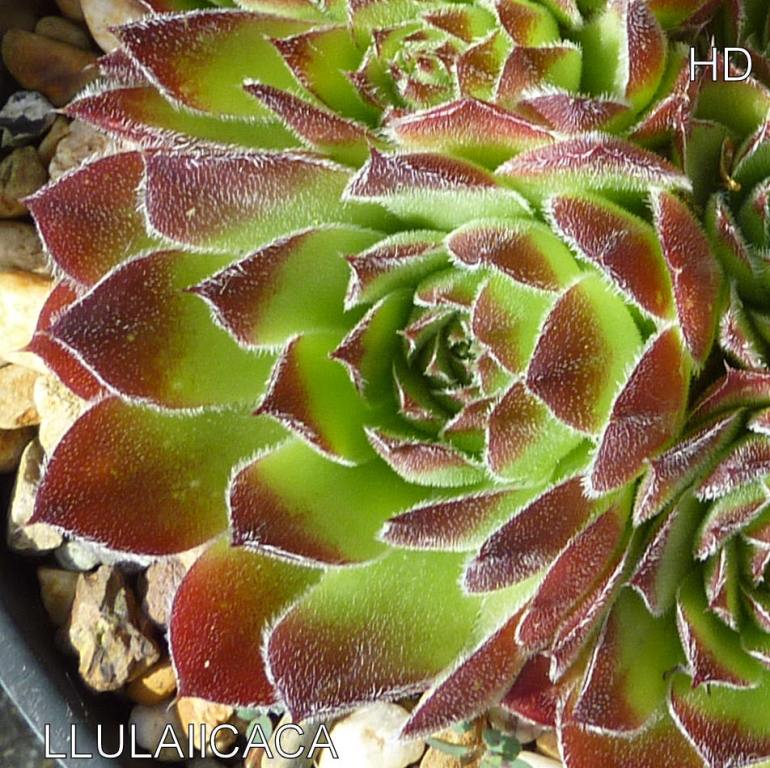 Llulailcaca / Jovi